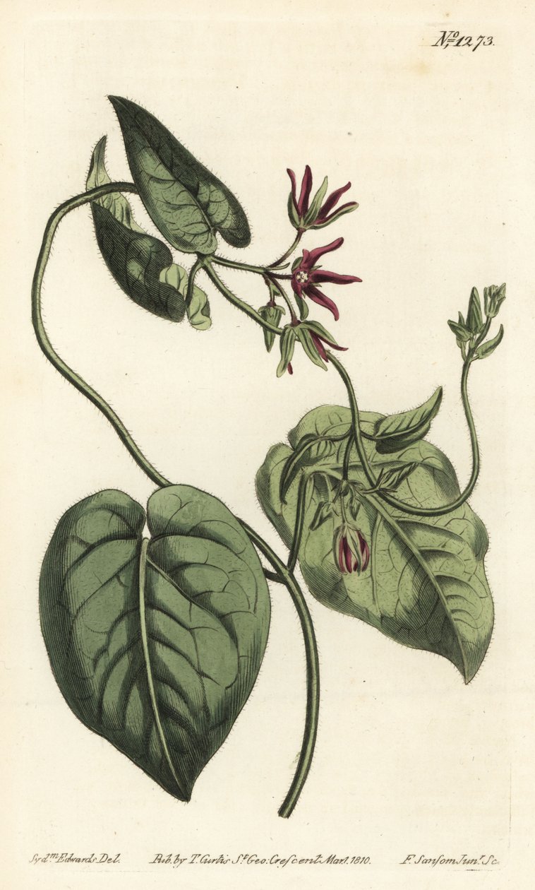 Tırmanma salkımı, Matelea obliqua (Virginian cynanchum, Cynanchum renk değişikliği). William Curtis