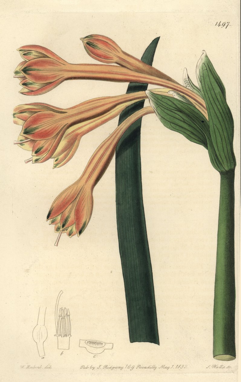 Clinanthus fulvus (Tawny coburgia, Coburgia fulva). Sydenham Edwards