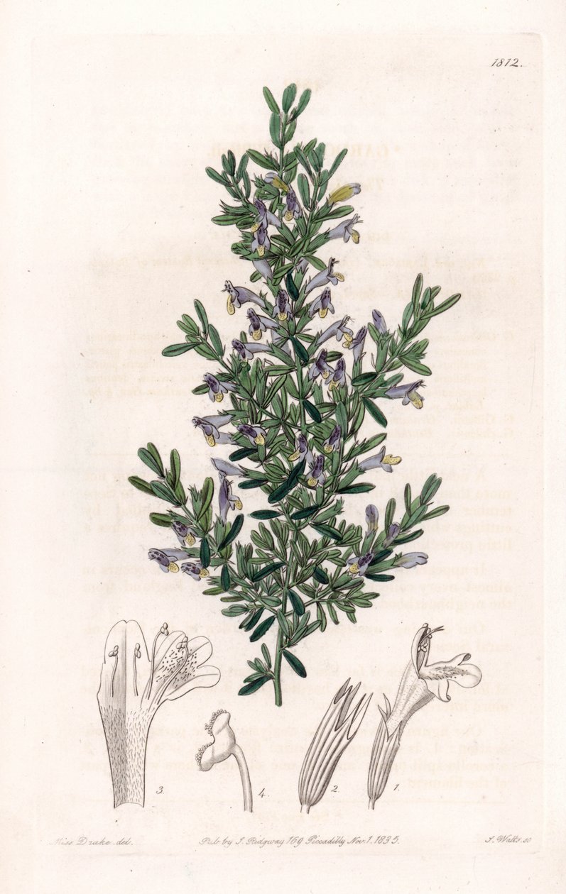 Clinopodium Variete - S.Watts tarafından oyulmuş plaka, Sarah Anne Drake (1803-1857), Sydenham Edwards Botanik Kaydı