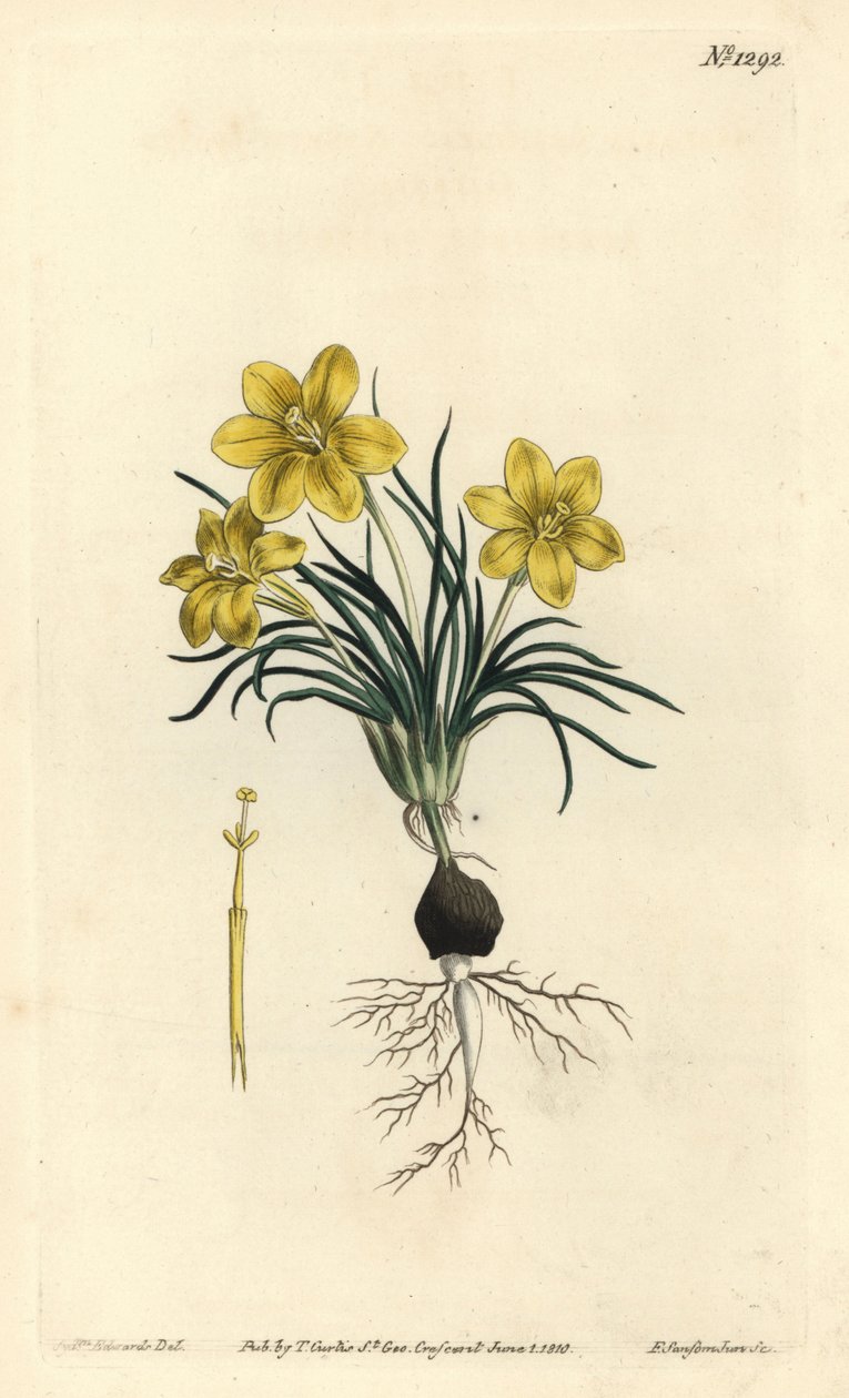 Clockflower, Moraea fugacissima (Dar yapraklı gökada, Galaxia graminea). William Curtis