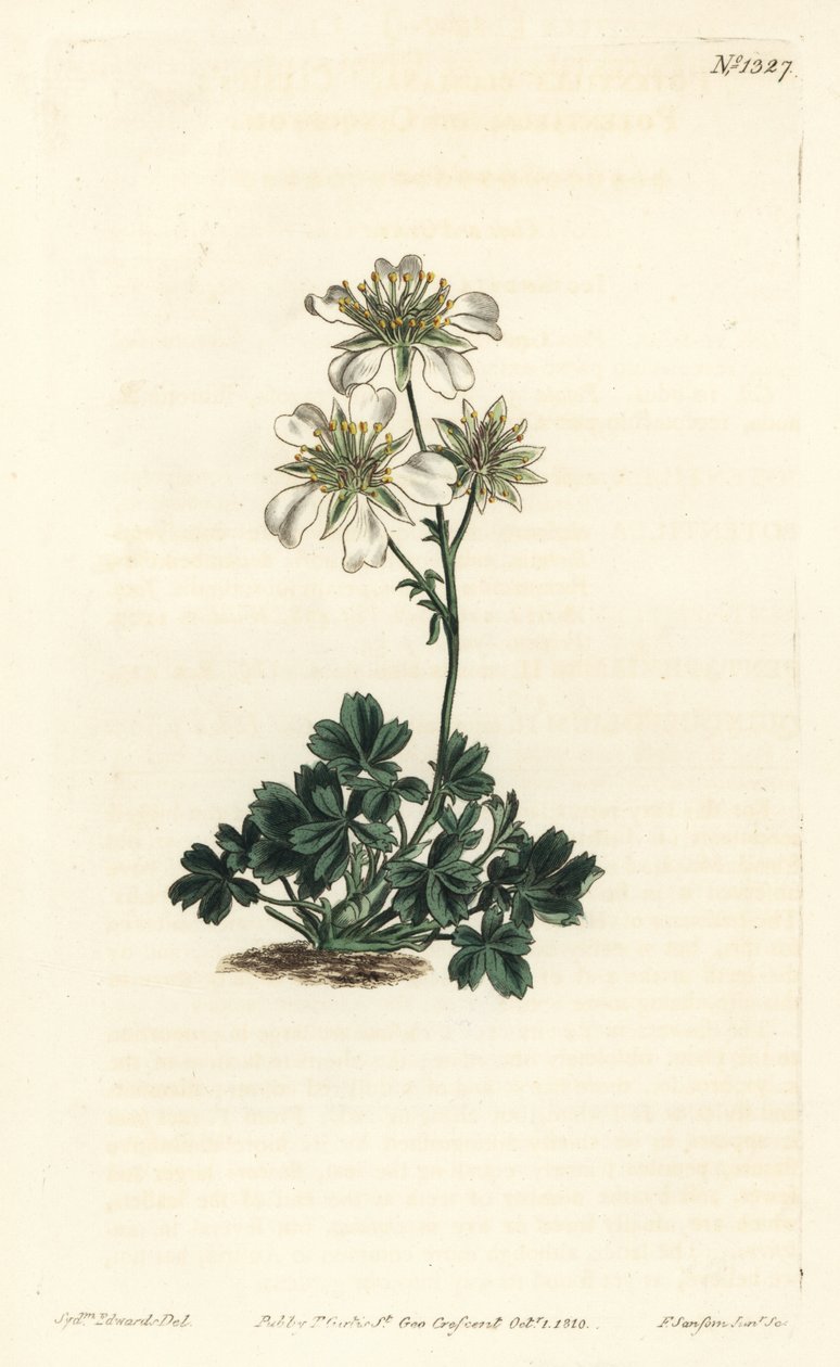 Clusius sinquefoil - Clusius sinquefoil, Potentilla clusiana. William Curtis