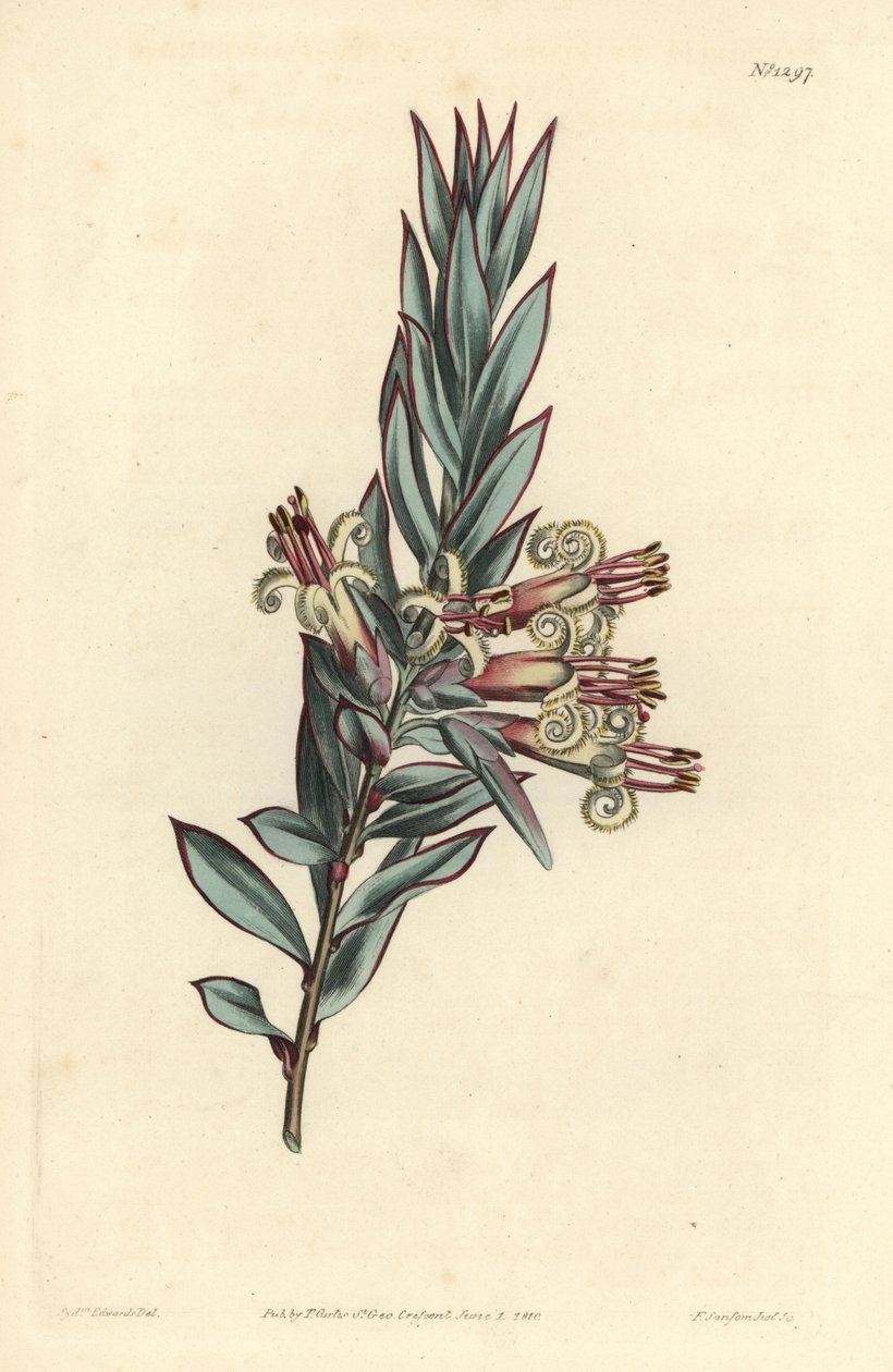 Küme çiçekli styphelia, Styphelia triflora. William Curtis