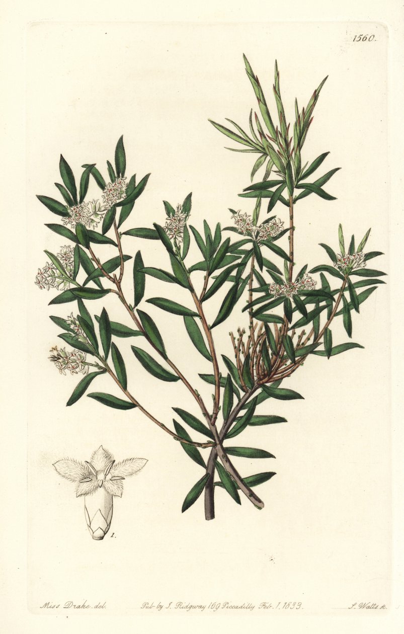 Sahil sakalı veya küçük çiçekli beyaz sakal, Leucopogon parviflorus. Sydenham Edwards