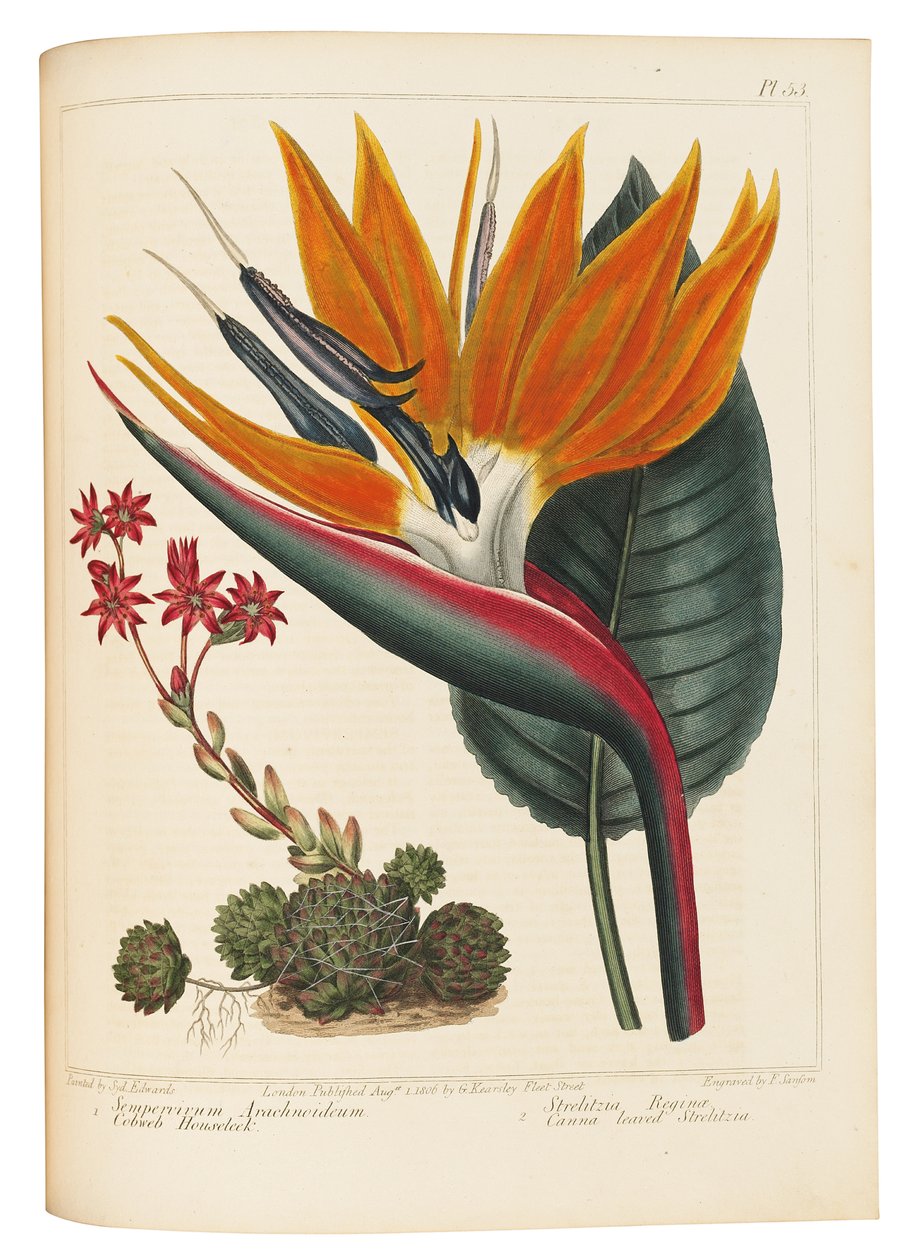 Örümcek Ağı Evileek ve Canna Yapraklı Strelitzia, 1806 by Sydenham Teast Edwards
