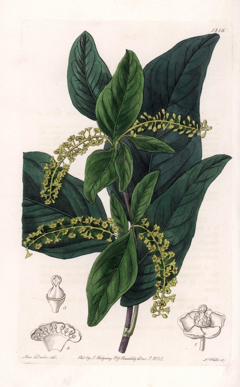 Coccoloba çeşidi, Batı Hint Adaları
