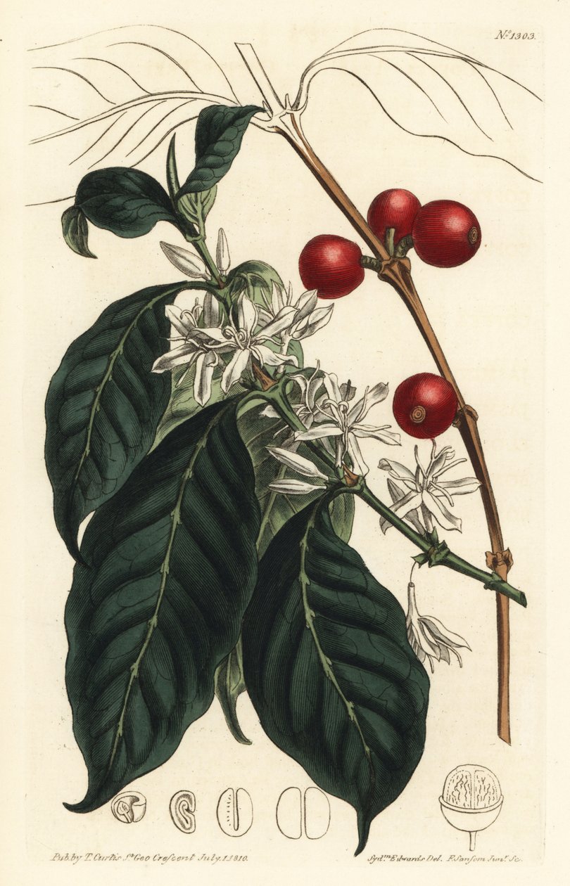 Kahve makinesi Arabica - Kahve ağacı, Coffea Arabica. William Curtis