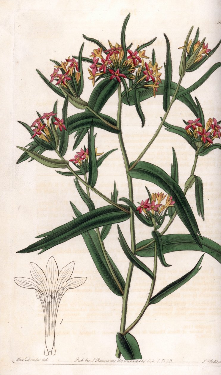 Collomia neon - S.Watts tarafından oyulmuş plaka, Sarah Anne Drake (1803-1857), Sydenham Edwards Botanik Kaydı