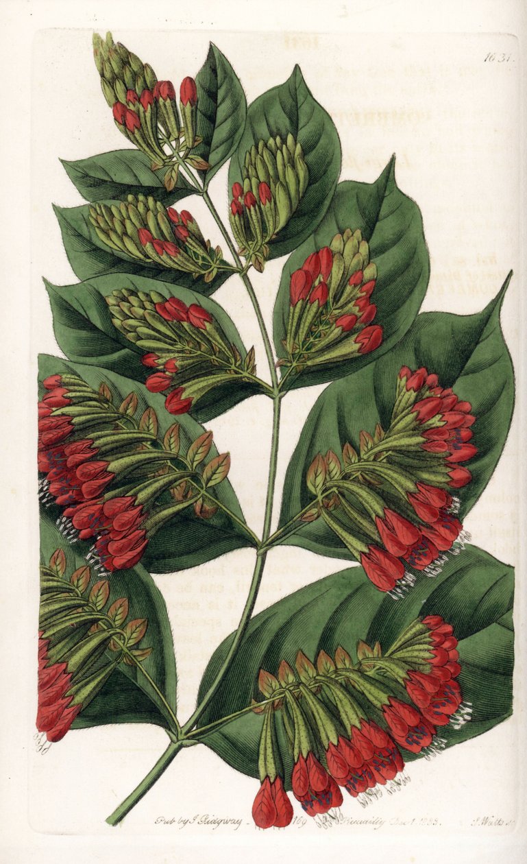 Combretum Variete, Red Flower Graphips - S.Watts tarafından oyulmuş, Sarah Anne Drake (1803-1857), Sydenham Edwards Botanik Kaydı