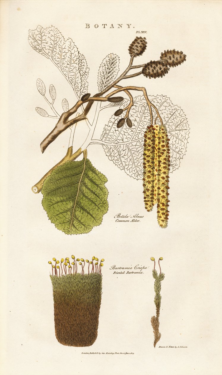 Kızılağaç ve Bartramia Yosunu by Sydenham Teast Edwards