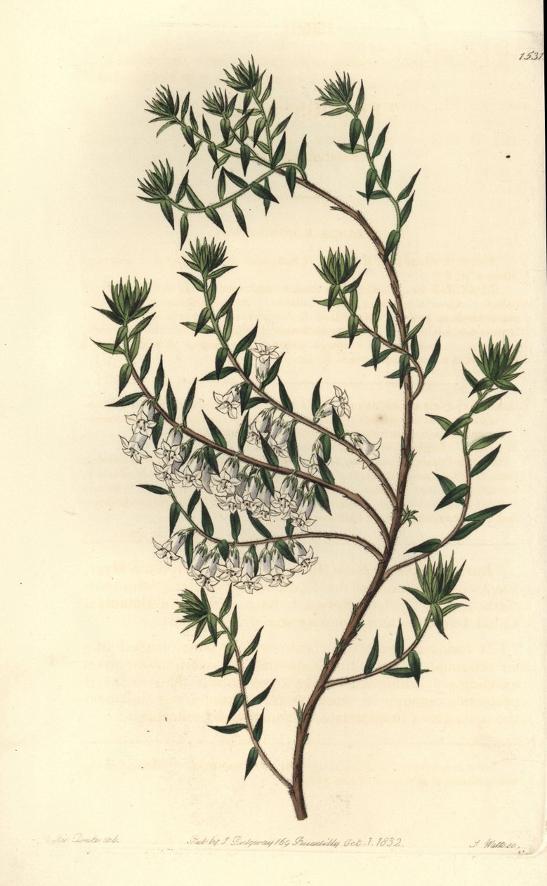 Yaygın sağlık, Epicris impressa (Karlı epacris, Epicris nivalis). Sydenham Edwards
