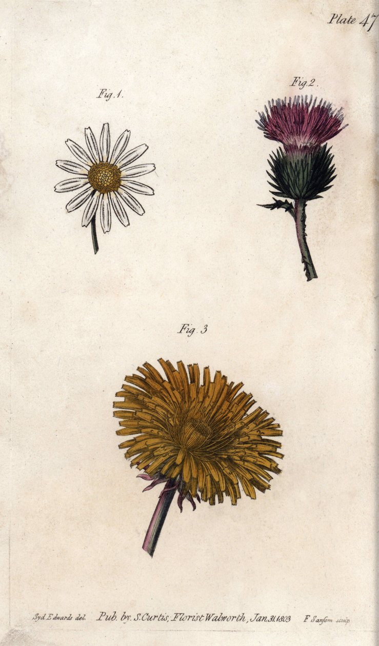 Kompozit çiçekler: hazır paket, eşek devedikeni (veya sahte acanth onopordum) ve karahindiba. Renkli bakır gravür, Sydenham Edwards (1768-1819) tarafından Botanik Konferansları için illüstrasyon, Lambeth Botanik Bahçesi (İngiltere) by Sydenham Teast Edwards