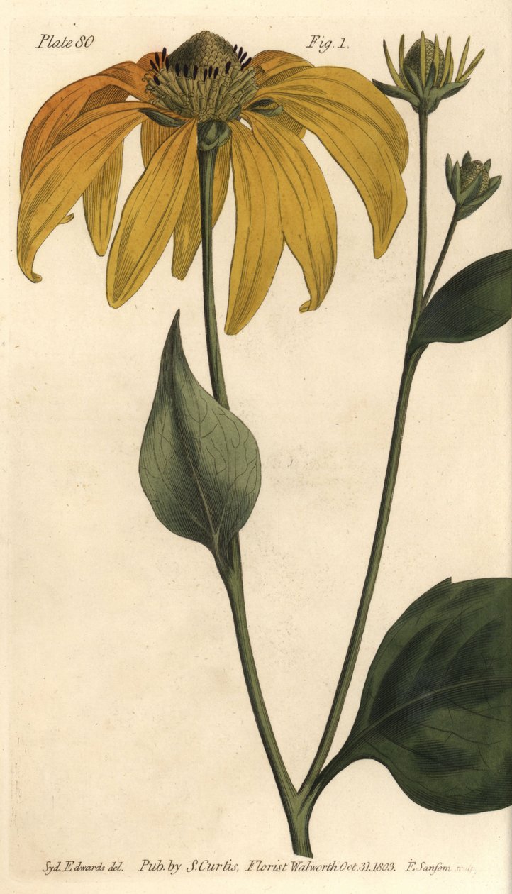 Koni çiçeği veya kara gözlü susan, Rudbeckia hirta, Polygamia frustranea. Lambeth