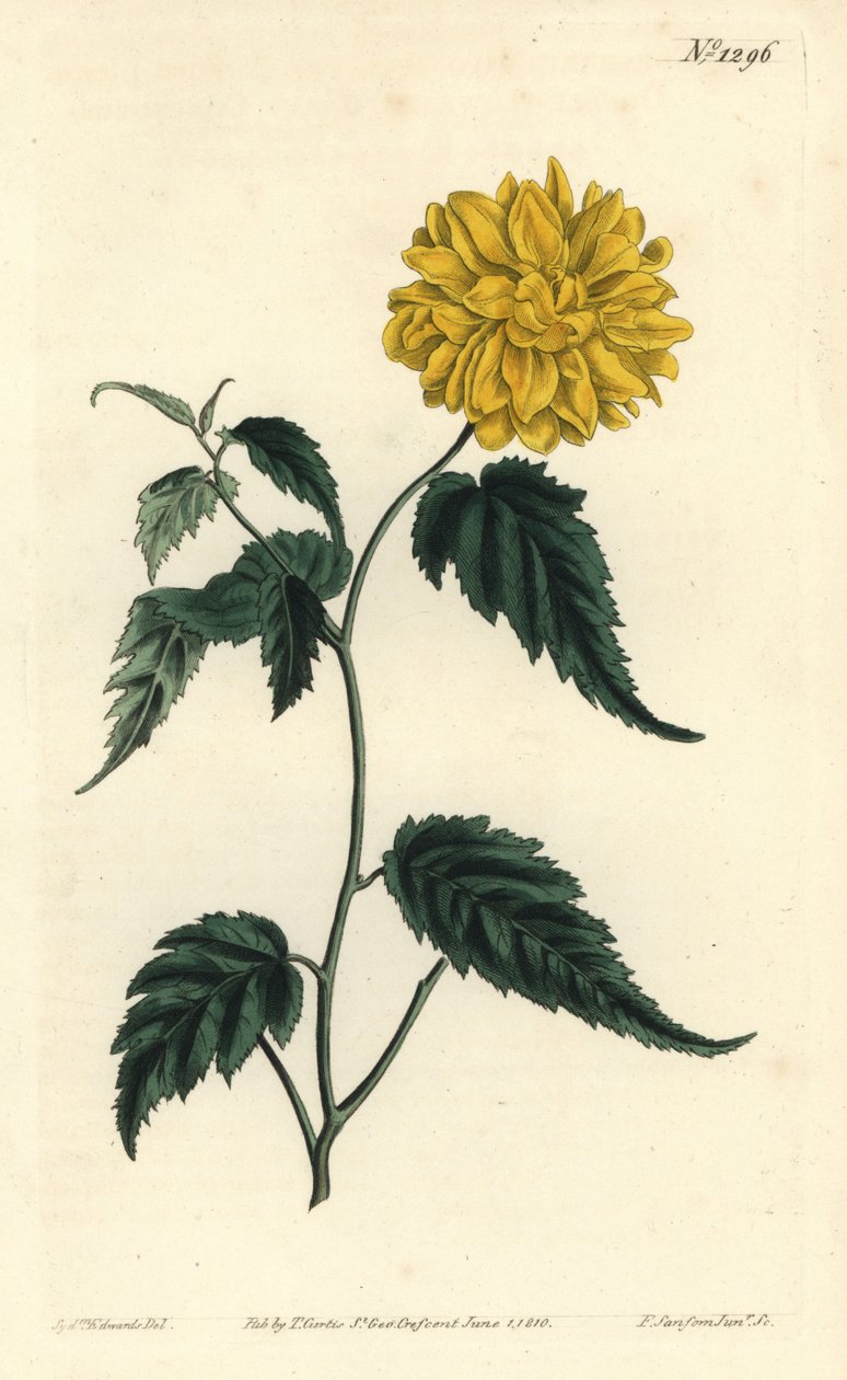 Corete du Japon - Çift çiçekli Japon gülü, Kerria japonica (Çift çiçekli Japonya corchorus, Corchorus japonicus var. flore pleno). William Curtis