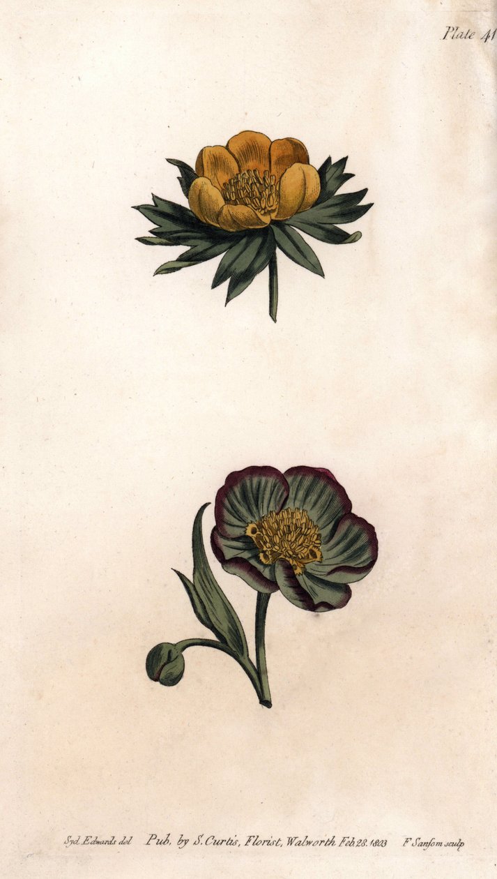 Kış eranth (veya helleborine veya kış aconit) ve hellebore fetid Corolla. Renkli bakır gravür, Sydenham Edwards (1768-1819) tarafından Botanik Konferansları için illüstrasyon, Lambeth Botanik Bahçesi (İngiltere) by Sydenham Teast Edwards