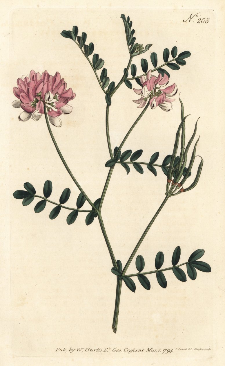 Coronilla bigaree - Mor taç fiğ, Securigera varia (Mor koronilla, Coronilla varia). William Curtis