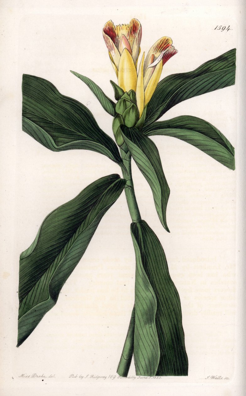 Costus Variete - S.Watts tarafından oyulmuş plaka, Sarah Anne Drake (1803-1857), Sydenham Edwards Botanik Kaydı