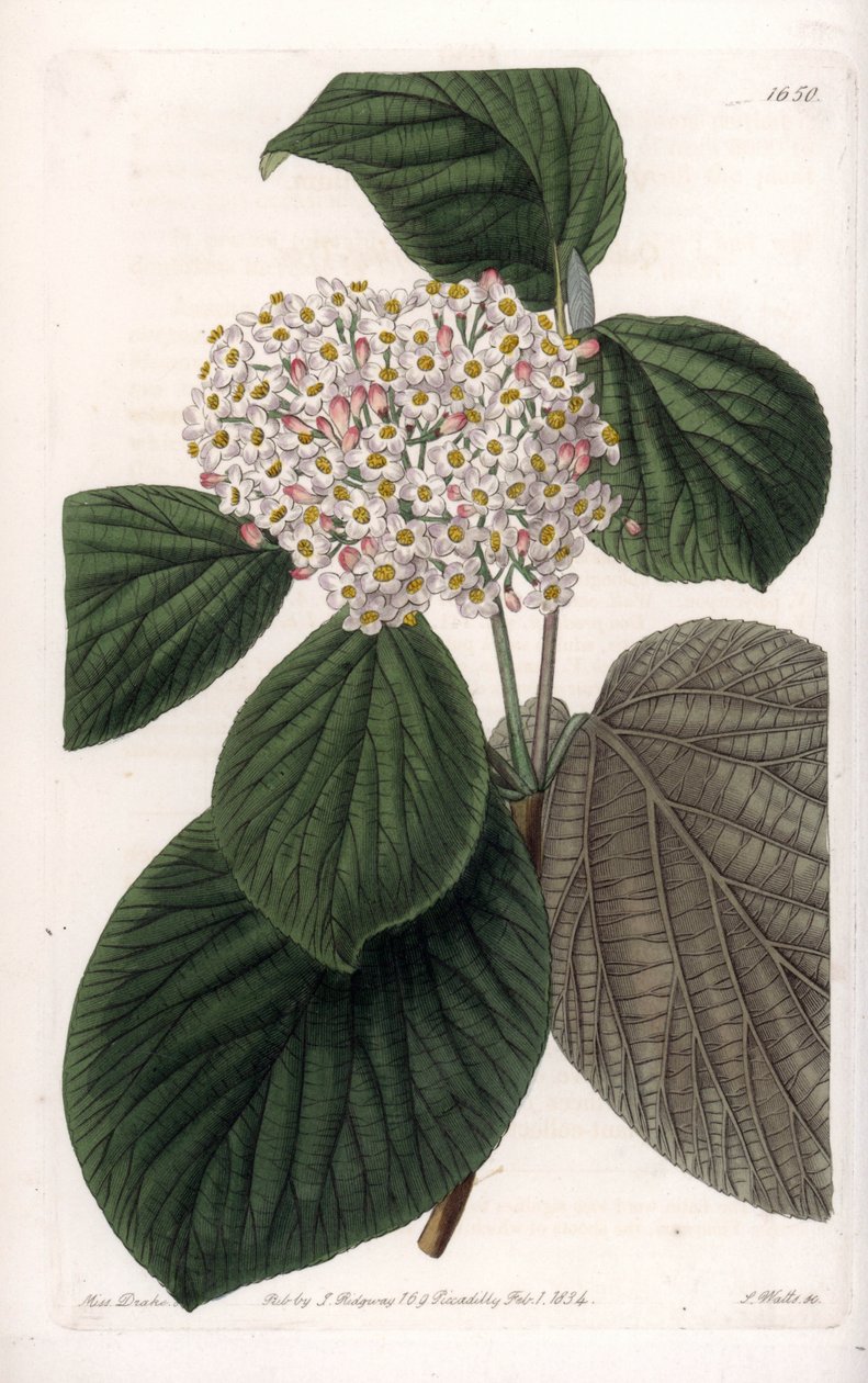 Cotton Viorne - S.Watts tarafından oyulmuş tahta, Sarah Anne Drake (1803-1857), Sydenham Edwards Botanik Kaydı