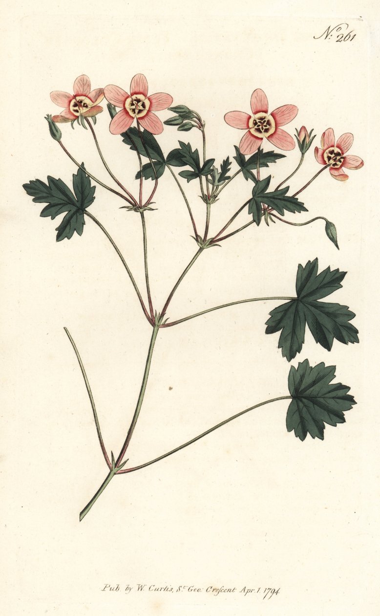 Vinç faturası (veya leylek faturası) - Ten rengi vinç faturası, Erodium incarnatum. William Curtis