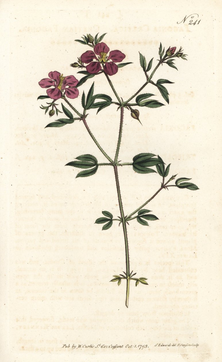 Girit Fagonia - Girit fagonia, Fagonia cretica. Sydenham Edwards rom William Curtis