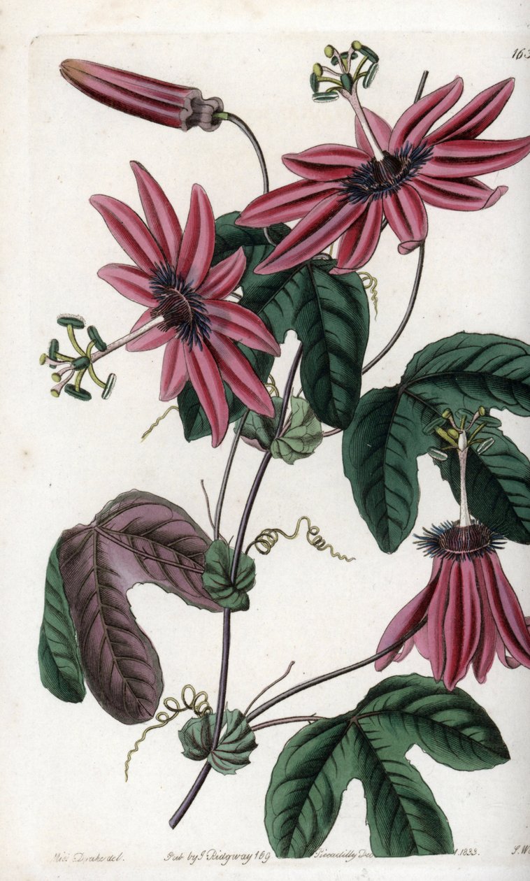 Kızıl Tutku - S.Watts tarafından oyulmuş plaka, Sarah Anne Drake (1803-1857), Sydenham Edwards Botanik Sicilinden (1768-1819), İngiltere by Sydenham Teast Edwards