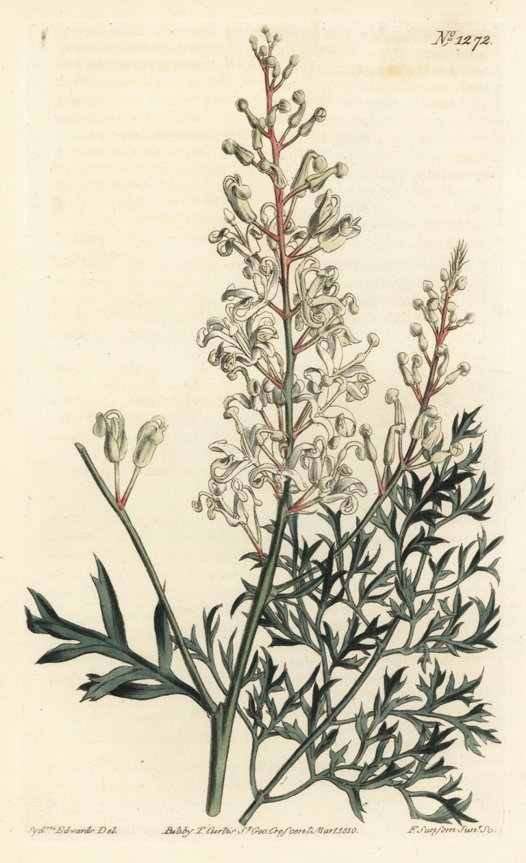 Buruşuk çalı veya solucan otu - Kırışık çalı veya maydanoz eğreltiotu (kükürt-wort yapraklı lomatia), Lomatia silaifolia. William Curtis