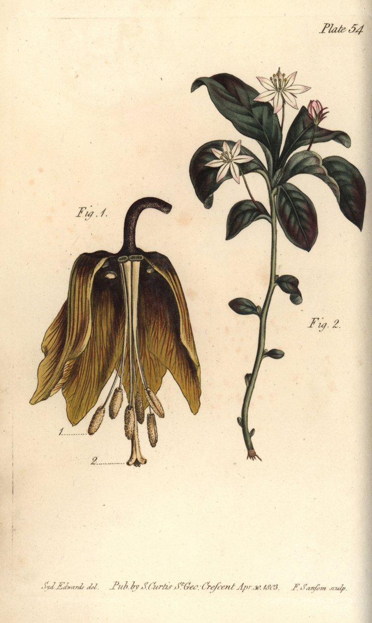 Kraliyet imparatorluk çiçeği, Fritillaria Imperialis, Haustrria by Sydenham Teast Edwards