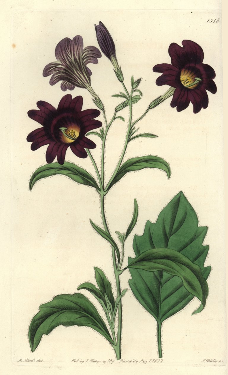 Kıvrımlı Salpiglossis - Boyalı dil, Salpiglossis sinuata (Koyu mor salpiglossis, Salpiglossis atropurpurea). Sydenham Edwards