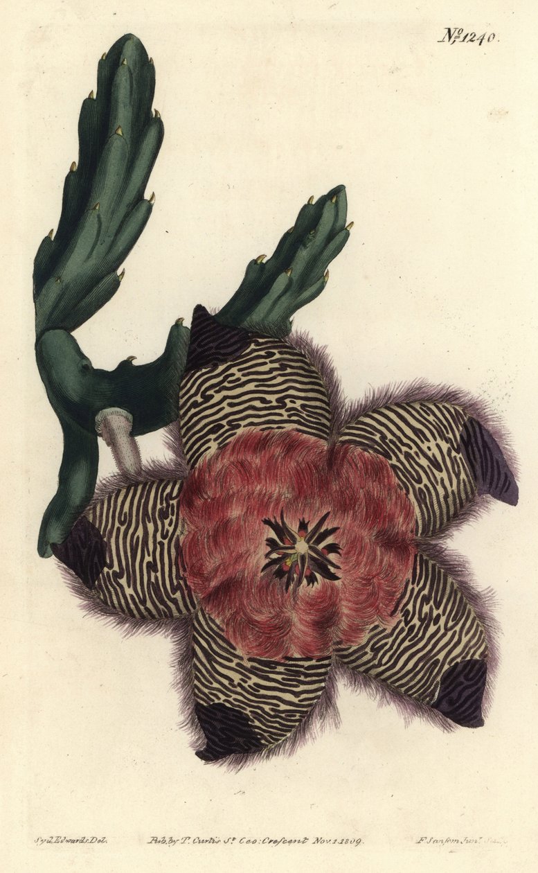 Yastıklı stapelia, Stapelia pulvinata. William Curtis