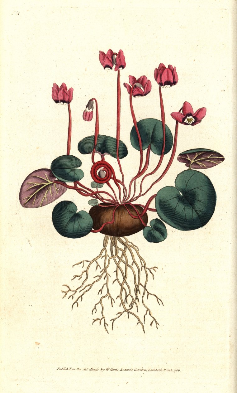 Cyclamen de Cos veya Kafkasya - Yuvarlak yapraklı siklamen, Siklamen coum. William Curtis