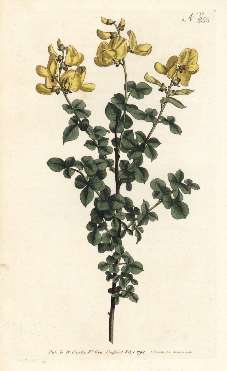 Cytisophyllum sessilifolium (Ortak cytisus, Cytisus sessilifolius). William Curtis