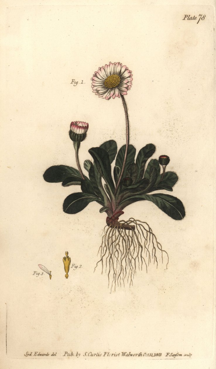 Daisy, Bellis perennis, Polygamia superflua. William Curtis