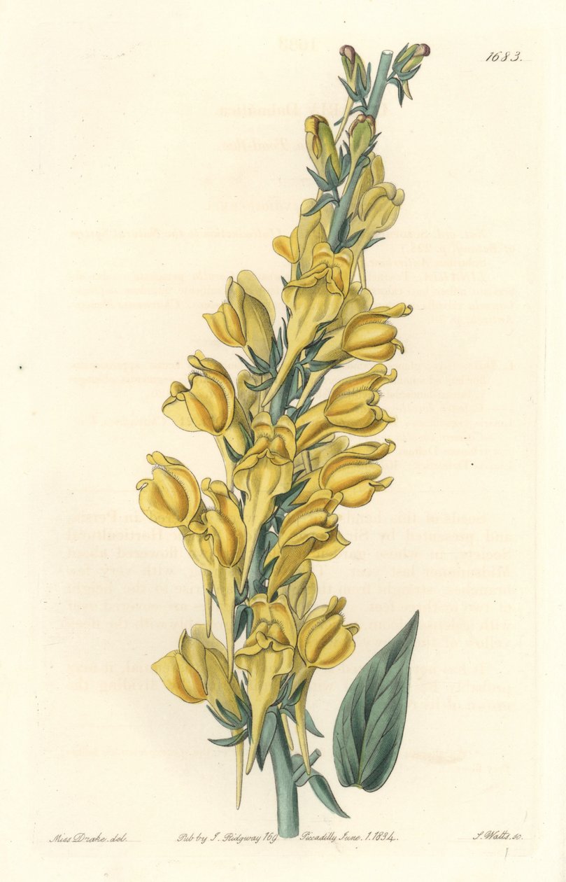 Dalmaçya Linar - Güçlü Su, S. Watts, Botanical Register