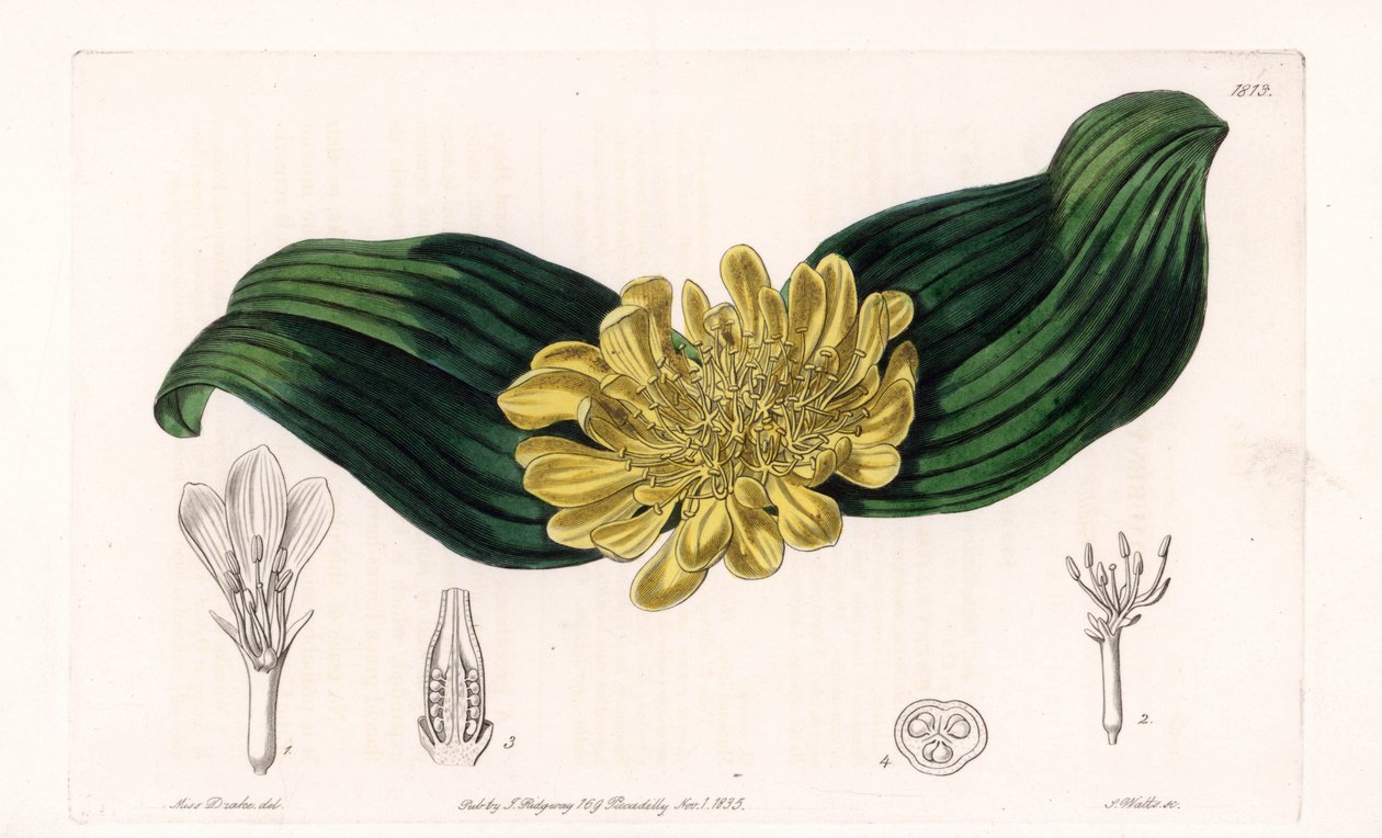 Daubenya Variete - Sydenham Edwards Botanik Sicilinden (1768-1819), İngiltere