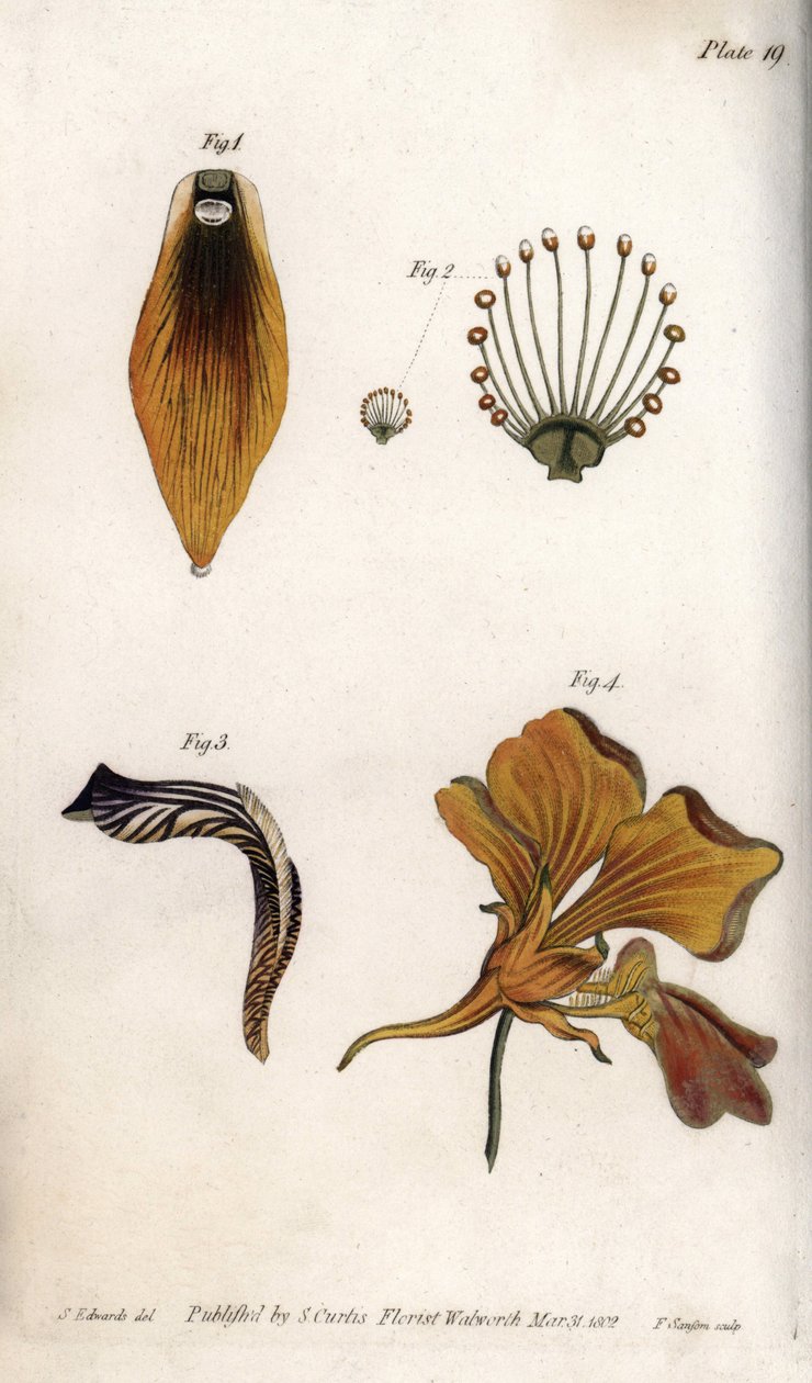 Fritillerin gövdesinin ve tepesinin ayrıntılı açıklaması. Renkli bakır gravür, Sydenham Edwards (1768-1819) tarafından Botanik Konferansları için illüstrasyon, Lambeth Botanik Bahçesi (İngiltere) by Sydenham Teast Edwards