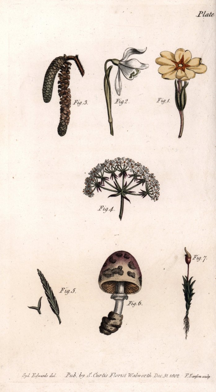 Farklı kadehler: primeroz, kar delme, fındık, cike, çimen, mantar ve yosun. Renkli bakır gravür, Sydenham Edwards (1768-1819) tarafından Botanik Konferansları için illüstrasyon, Lambeth Botanik Bahçesi (İngiltere) by Sydenham Teast Edwards