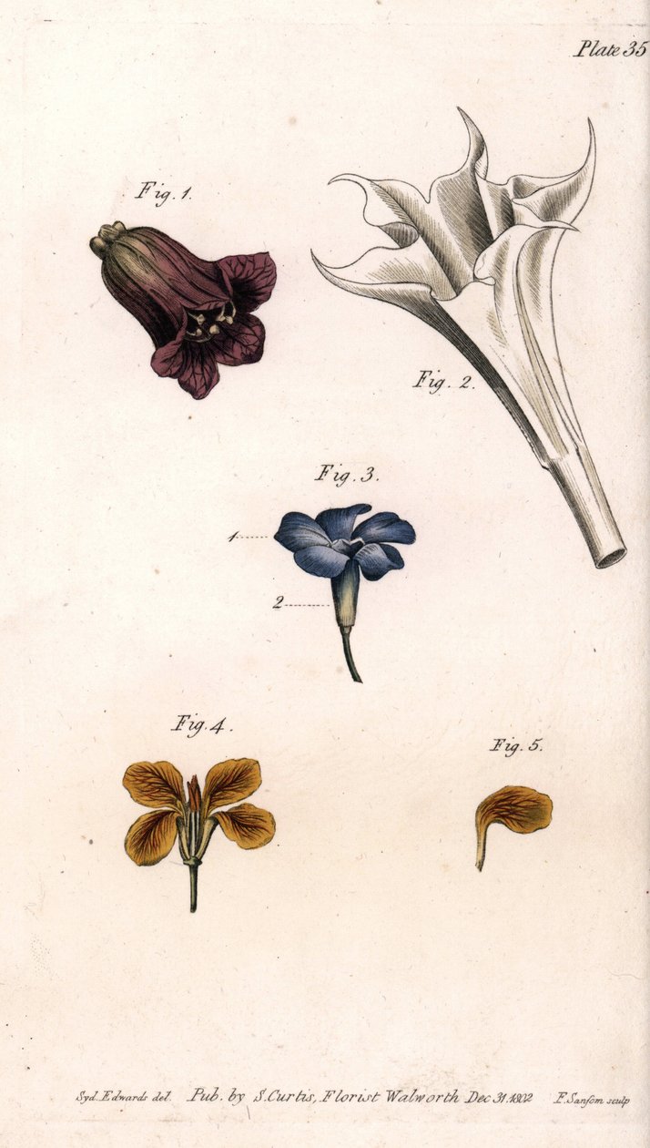Farklı taçlar: belladonna, stramoine datura, büyük deniz salyangozu ve duvarların giroları. Renkli bakır gravür, Sydenham Edwards (1768-1819) tarafından Botanik Konferansları için illüstrasyon, Lambeth Botanik Bahçesi (İngiltere) by Sydenham Teast Edwards