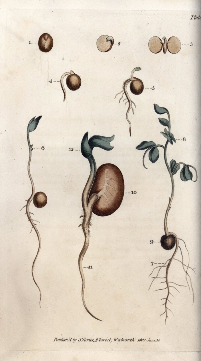 Bezelye tohumu ve fasulyenin farklı çimlenme adımları. Renkli bakır gravür, Sydenham Edwards (1768-1819) tarafından Botanik Konferansları için illüstrasyon, Lambeth Botanik Bahçesi (İngiltere) by Sydenham Teast Edwards
