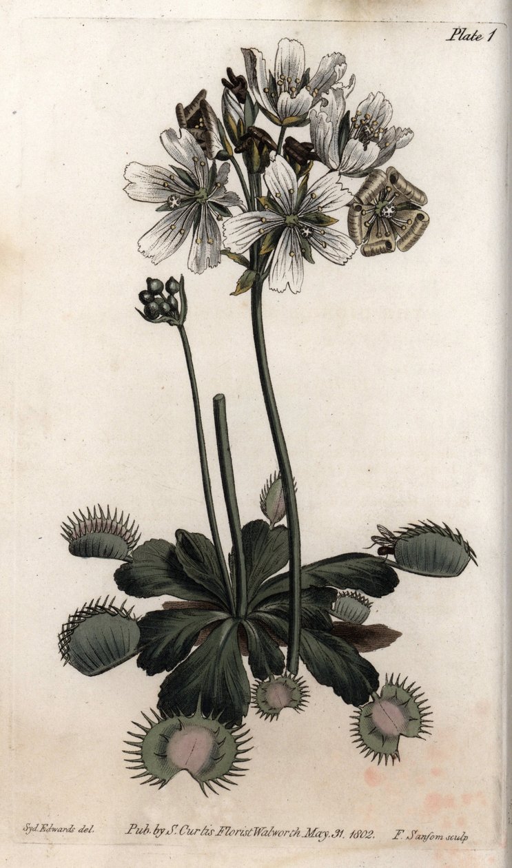 Dionee sinek veya kurt tuzağı yakalar. Renkli bakır gravür, Sydenham Edwards (1768-1819) tarafından Botanik Konferansları için illüstrasyon, Lambeth Botanik Bahçesi (İngiltere) by Sydenham Teast Edwards