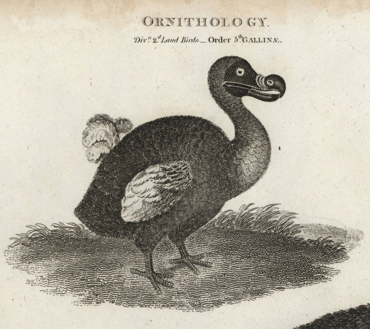 Dodo, Raphus cucullatus, soyu tükenmiş uçamayan kuş. Abraham Rees