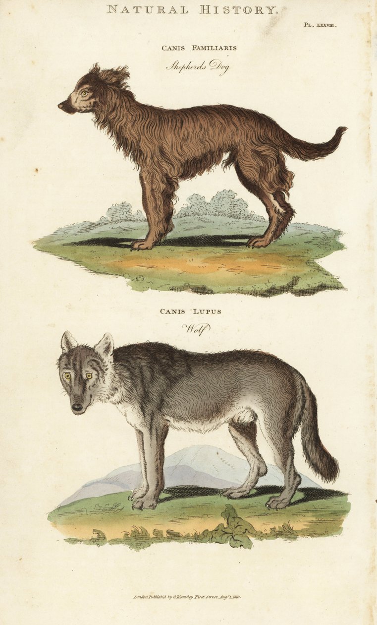 Köpek ve Kurt - Çoban köpeği, Canis familyis ve kurt, Canis lupus. John Mason Good