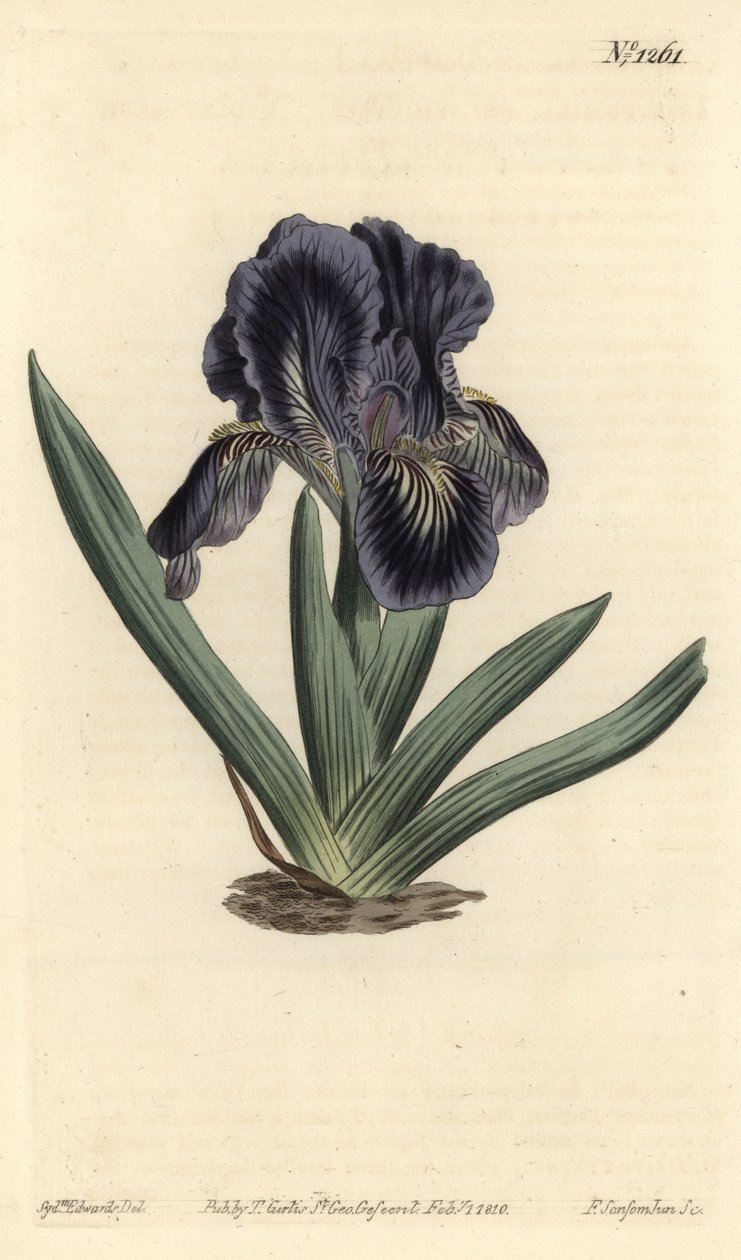 Cüce İris - İris x binata (Mor-mavi cüce bayrağı, İris pumila var. violacea). William Curtis