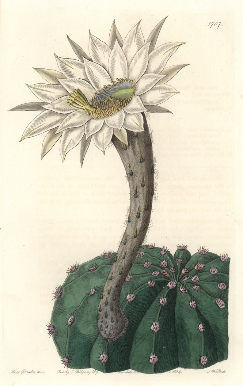 Echinocactus eyriesii, çiçekli kaktüs, Meksika