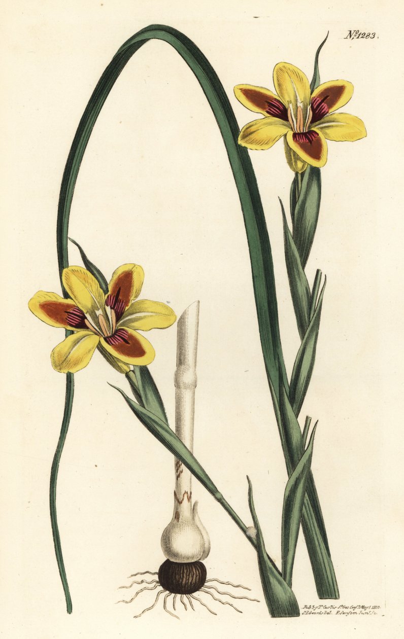 Zarif moraea, Moraea elegans (Moraea spicata). William Curtis