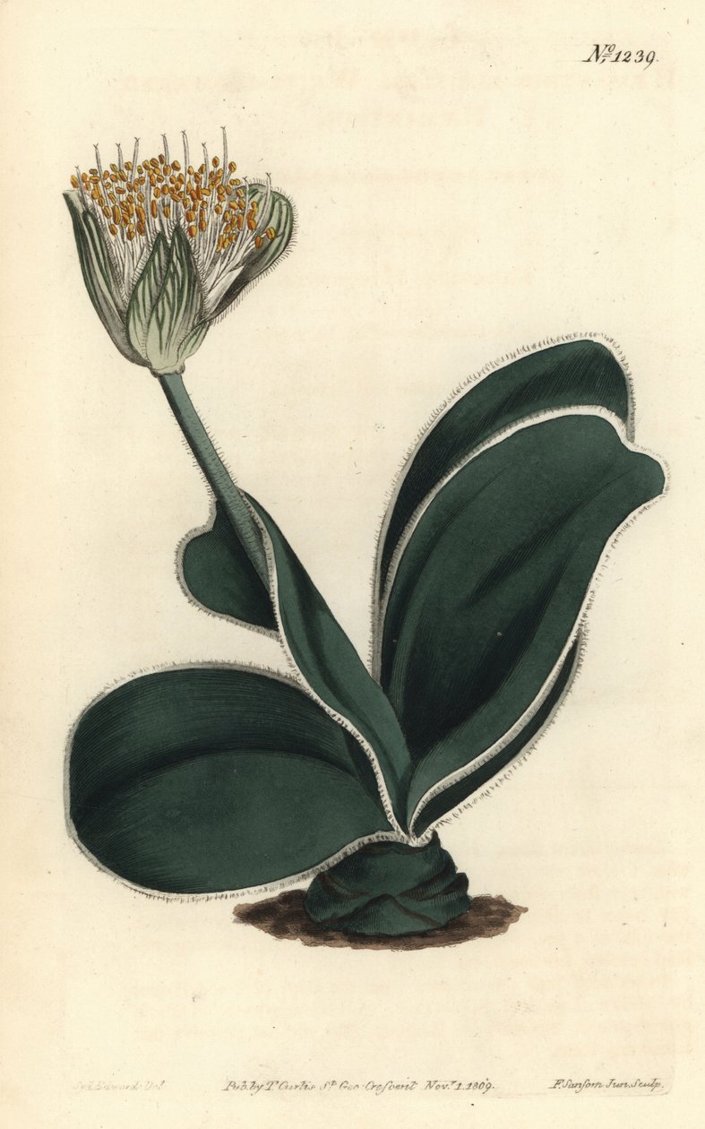 Fil Kulağı - Beyaz çiçekli haemanthus, Haemanthus albiflos. William Curtis