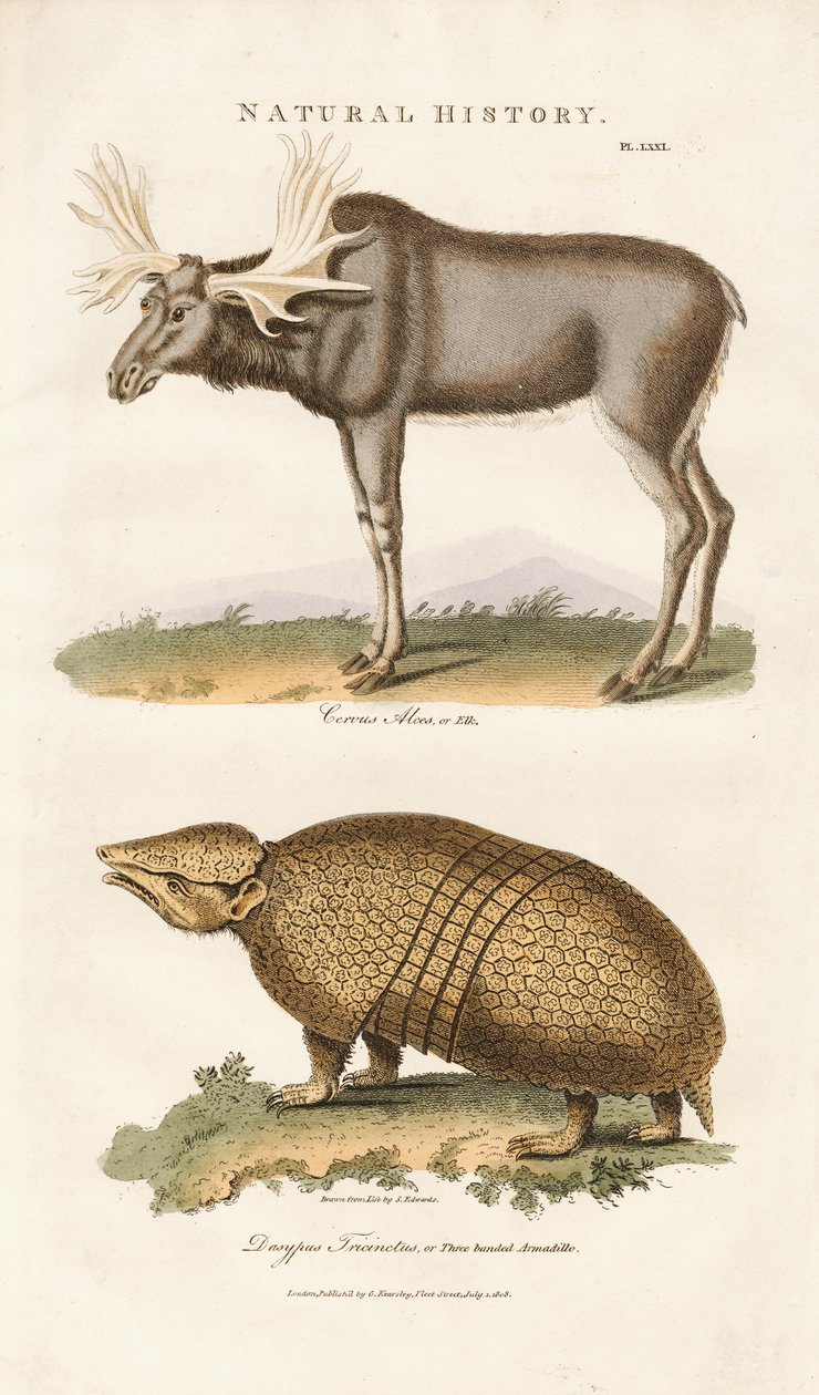 Geyik ve Üç Bantlı Armadillo by Sydenham Teast Edwards