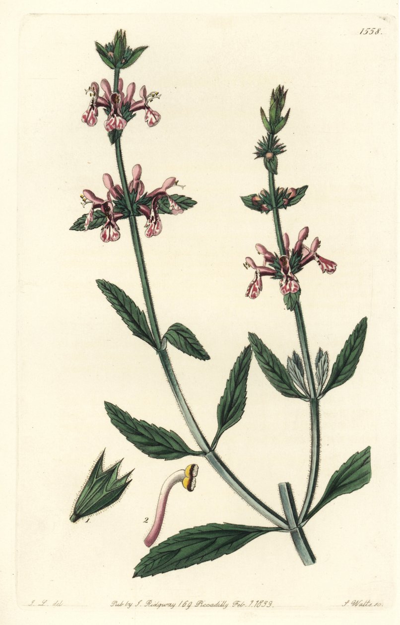 Epiary - Beyaz saplı stachys, Stachys albicaulis. Sydenham Edwards