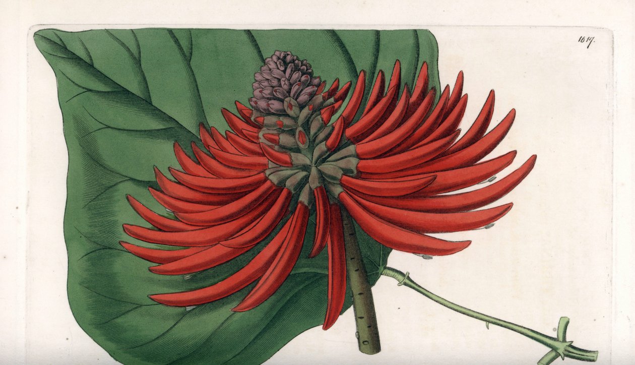 Erythrina variete, tropikal kırmızı çiçek ağacı - S. Watts tarafından oyulmuş, Sarah Anne Drake (1803-1857), Sydenham Edwards Botanik Kaydı
