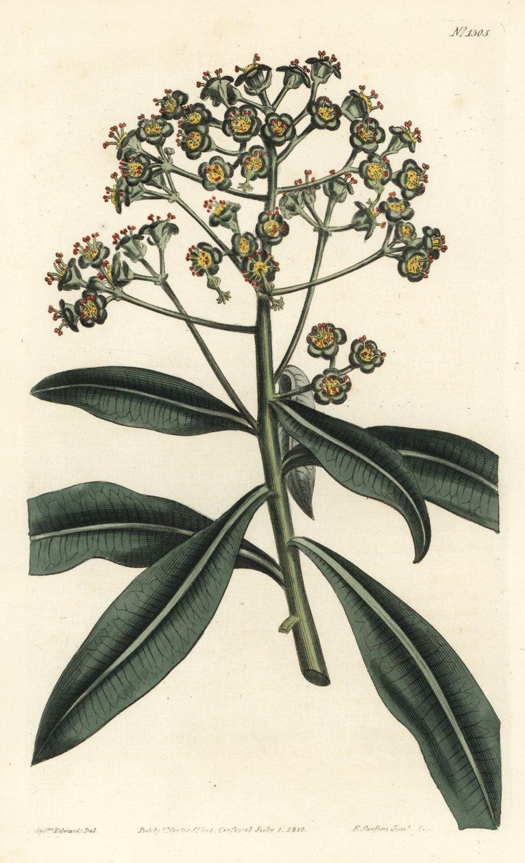 Euphorbe mellifere - Bal sütleğen veya bal taşıyan sütleğen, Euphorbia mellifera. William Curtis