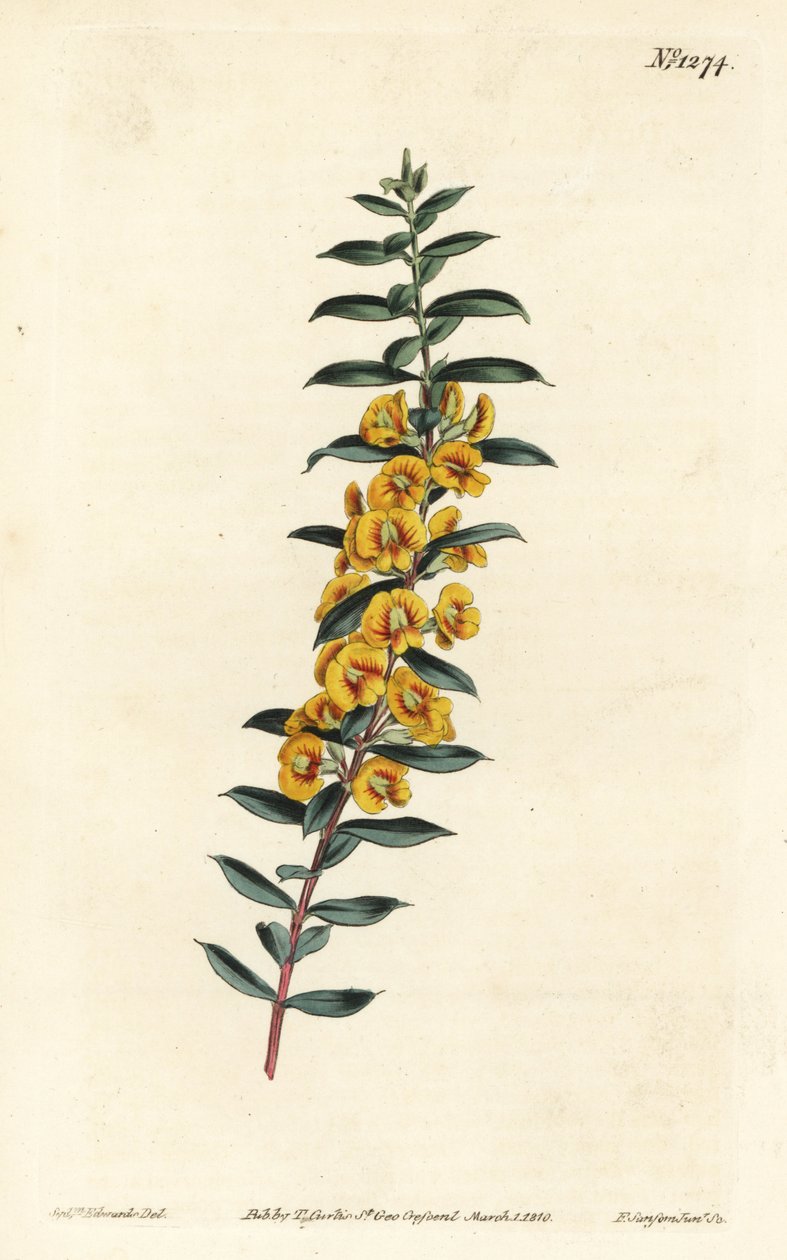 Eutaxia myrtifolia (Çapraz yapraklı dereotu, Dillwynia obovata). William Curtis