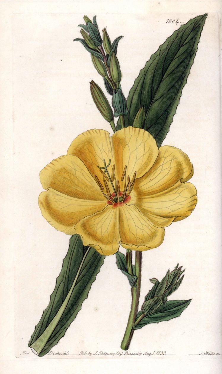 Büyük çiçekli çuha çiçeği - S.Watts tarafından oyulmuş tahta, Sarah Anne Drake (1803-1857), Sydenham Edwards Botanik Kaydı